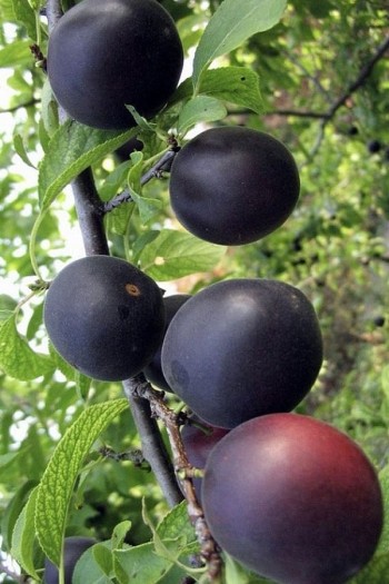 Абрикос ‘Монарезі’ (чорний абрикос)|Prunus Armeniaca ‘Monarezi’|Абрикос ‘Монарези’ (черный абрикос)